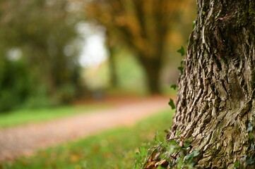 Obraz premium autumn in the park landscape