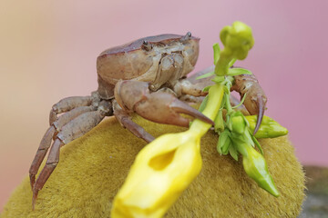 A field crab is eating an allamanda flower that fell onto a rock covered in moss. This animal has the scientific name Parathelphusa convexa.