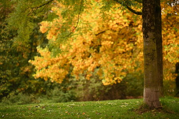 autumn in the park landscape