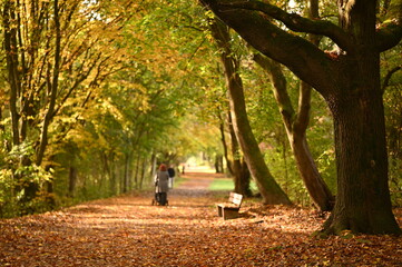 autumn in the park landscape