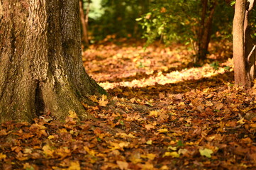 autumn in the park landscape