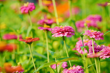 field of Zinnia flower blossom in the garden.
