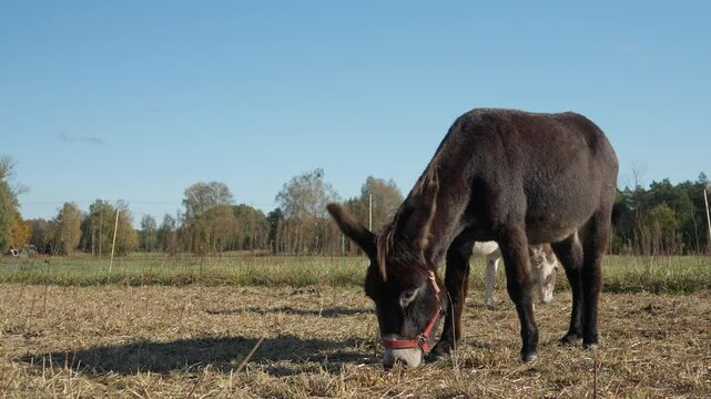 A pair of domestic donkeys graze and eat grass in a rural pasture. Human use of domesticated animal labor in agriculture. A female and a male donkey are kept in a pen on the farm.