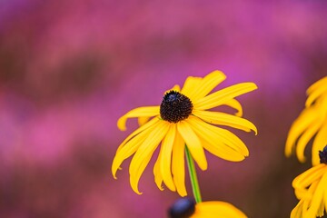 Vibrant yellow flower with pink background