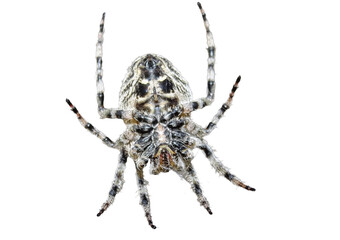 Angular Orbweaver spider (Araneus angulatus) isolated on white