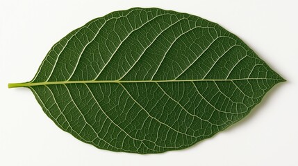 Obraz premium A macro shot of a leaf showing the intricate vein patterns in natural green tones