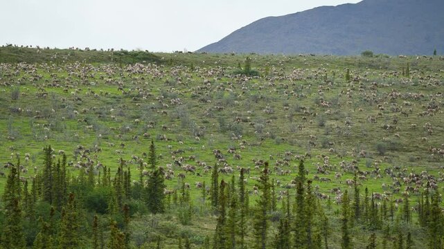 Time lapse video of a Porcupine caribou (Rangifer tarandus arcticus) herd migrating through Ivvavik National Park; Yukon, Canada