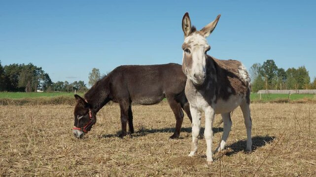 A pair of domestic donkeys graze and eat grass in a rural pasture. Human use of domesticated animal labor in agriculture. A female and a male donkey are kept in a pen on the farm.