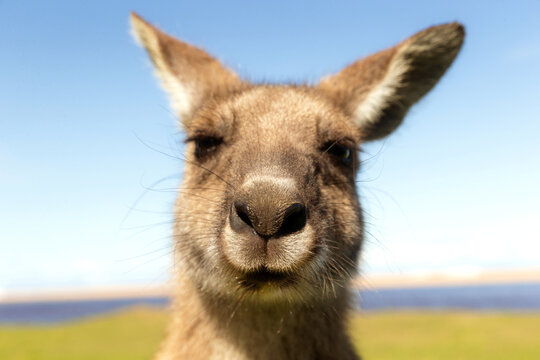 Close-up of kangaroo face by grassy  shore