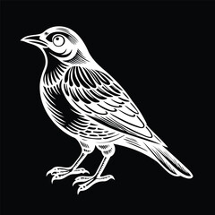 Black and White Bird Illustration