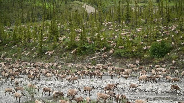 Porcupine caribou (Rangifer tarandus arcticus) herd crossing a stream as they migrate through Ivvavik National Park; Yukon, Canada