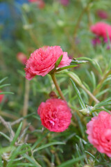 Portulaca grandiflora or moss rose purslane flower closeup, Closeup pink moss rose purslane (portulaca grandiflora) flowers in garden tropical, delicate dreamy of beauty of nature with green leaves