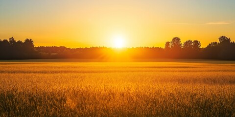 Obraz premium Sunset casting a warm glow over a wheat field, creating a tranquil and serene rural landscape view.
