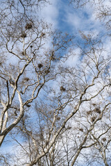 tree branches against blue sky