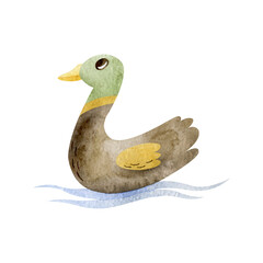 Cute duck watercolor illustration on isolated white background. Minimalism drawing woodland duck.