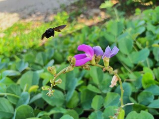 A bee landing on a purple flower
