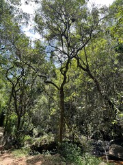 river in the forest nature photography