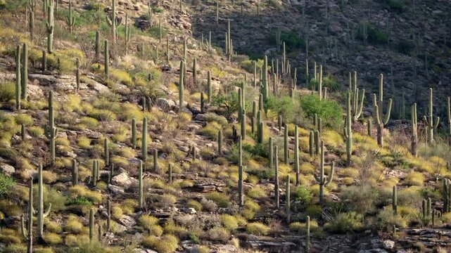 Slow pan on a hillside full of Saguaro cactus in the morning in the Pusch Ridge Wilderness, Mount Lemmon, Tucson, Arizona. No sound.