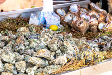 Assorted Shells and Snails for Sale at Essaouira Market Stand.