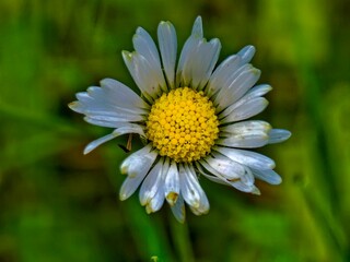 daisy flower
