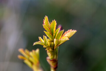 Close-up of young plant bud with red-tipped leaves
