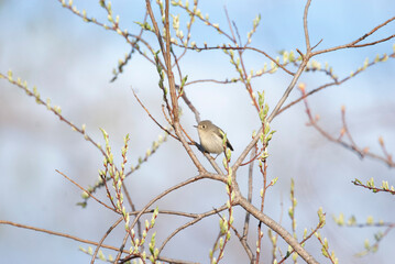 Migrating Ruby Crowned Kinglet on a branch