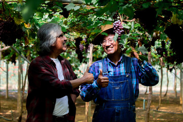 Asian aged man retirement happy present his grapes harvest in garden farm, lifestyle elderly man invest small business Vineryard farm, smiling worker shows the harvest to customer or partnership