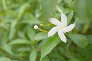 Obraz premium Jasminum sambac (Arabian jasmine or Sambac jasmine) is a species of jasmine native to tropical Asia, white flowers star shape on dark green background, closeup, small white flower, flowers blooming