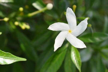 Jasminum sambac (Arabian jasmine or Sambac jasmine) is a species of jasmine native to tropical Asia, white flowers star shape on dark green background, closeup, small white flower, flowers blooming