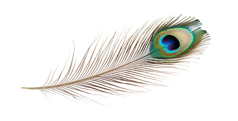 A peacock feather on a transparent PNG or white background.