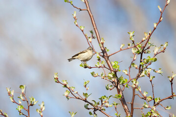 Obraz premium Migrating Ruby Crowned Kinglet on a branch