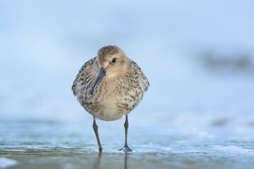 Dunlin