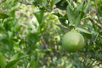 unripe green oranges on tree, close-up of a beautiful orange tree with green oranges, fruit hanging on a tree, Close-up of unripe oranges hanging on a tree, Chakwal, Punjab, Pakistan