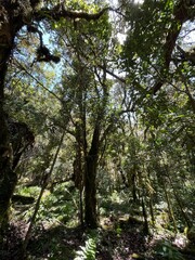 stream in the forest  nature photography