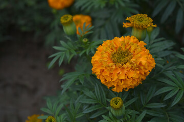 orange marigold flower blossom in garden, orange Mari Gold flowers for decorate garden, Close up of beautiful orange marigold flower. Nature, Marigold flowers bloom in the morning, Marigold
