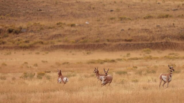 Pronghorn in Yellowstone National Park in Wyoming. Slow Motion.