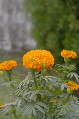 orange marigold flower blossom in garden, orange Mari Gold flowers for decorate garden, Close up of beautiful orange marigold flower. Nature, Marigold flowers bloom in the morning, Marigold