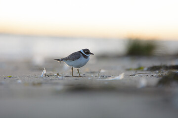 Common ringed plover