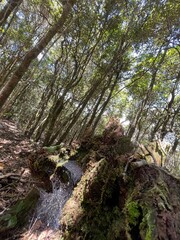 stream in the forest  nature photography