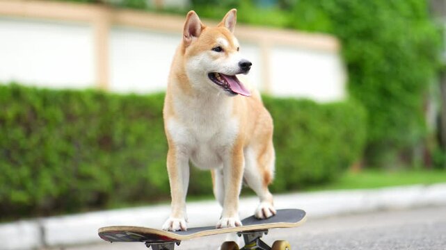 Joyful Shiba inu dog riding a skateboard on the street.