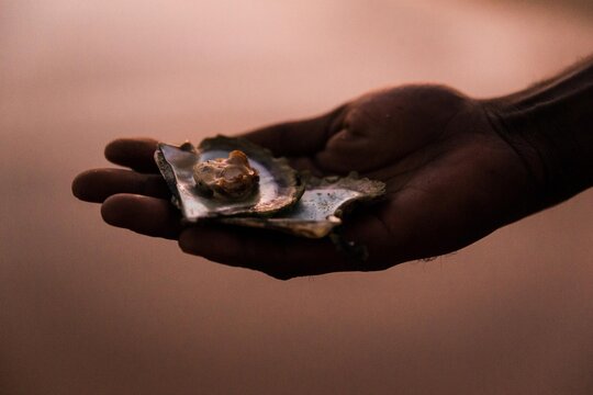 A hand holding oysters with pearls in them