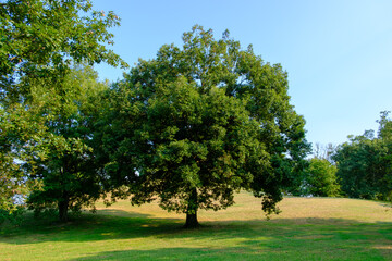 Majestic Tree Standing Tall in a Sunlit Meadow