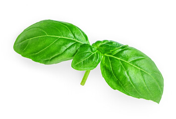 Basil isolated. Single Organic Basil  leaf isolated on white background. Food ingredient, design element  Top view. Flat lay.