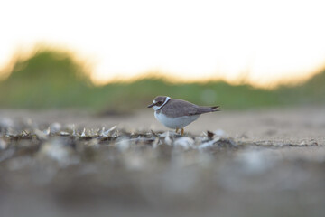 Common ringed plover