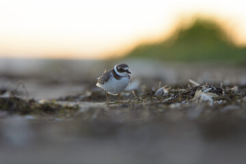 Common ringed plover