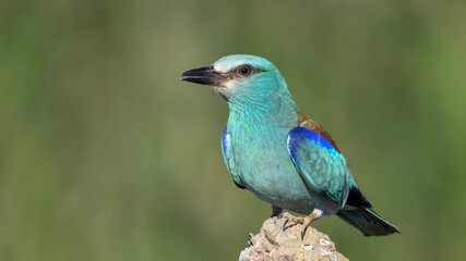 European Roller