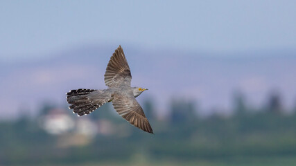 Common Cuckoo