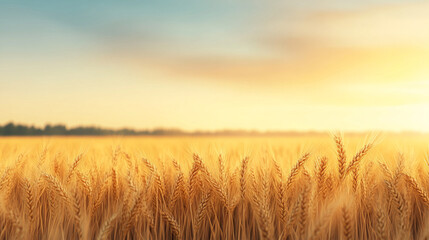 Fototapeta premium Organic wheat field, golden ears swaying in wind, 