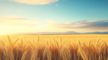 Obraz premium Organic wheat field, golden ears swaying in wind, 