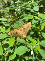 butterfly on leaf